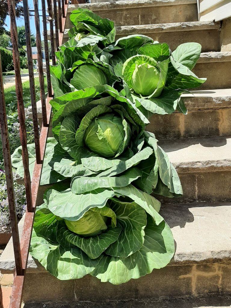2021 Spring Cabbage Grow All I Can